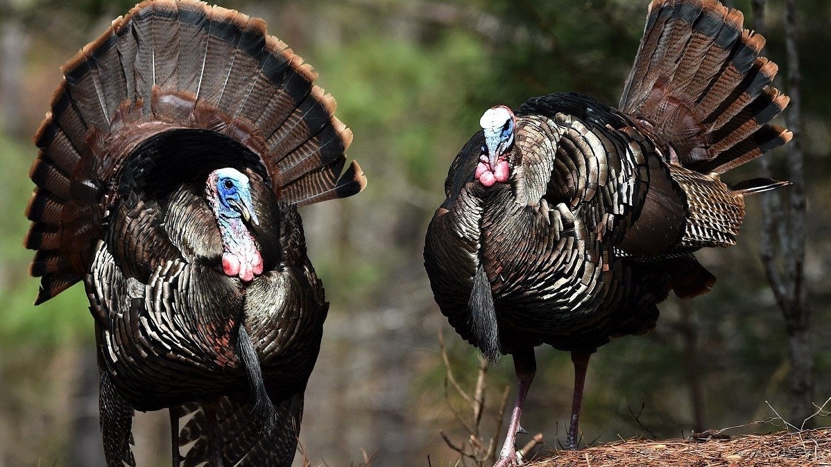 Big Gobbler Photo Contest Under Way - Luverne Journal 