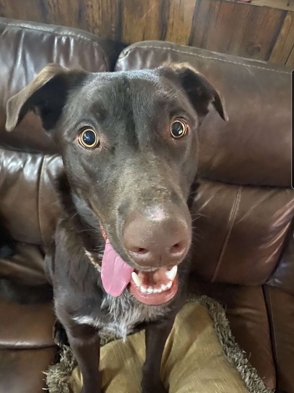 Pet of the Week-Moose Miles - Luverne Journal | Luverne Journal